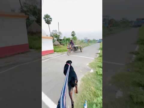 🚨Rottwieler Max Attacks the public 😱Shocking Real Incident #rottweiler #DogAttack #RottwielerMax