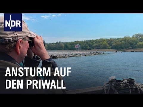 Wenn es an der Ostsee stressig wird | die nordstory | NDR Doku