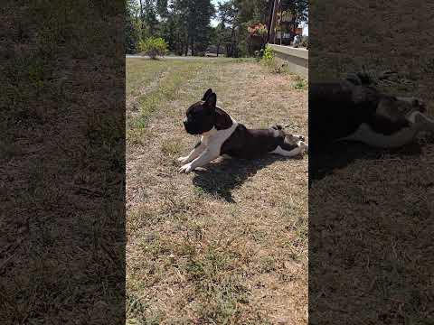 Jumping on this trend... kinda #frenchbulldog #frenchie #dogs #puppy #happy #shorts #trending