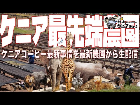 【最先端ケニアコーヒー】最新特殊精製で新しいケニアコーヒーを作るンガチャ農園から生配信してみる