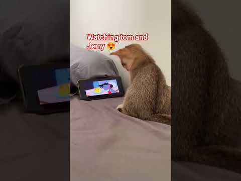 Cikaawa  #cat #funny #cute #memes #music #lovers #cat #catfunny #cat #kitten #cutecat