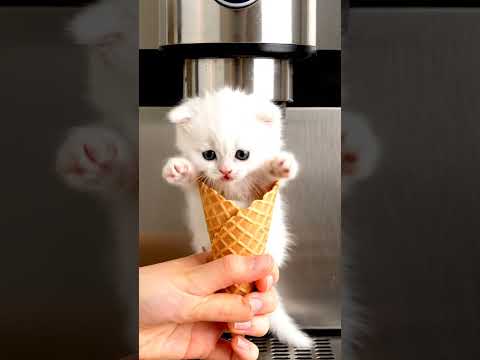 Kitten meowing to attract cats #kitten #cute #cat #cats #meow #short