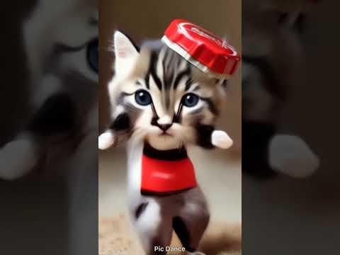 可愛い猫と子猫のダンス動画｜癒しと笑顔があふれる瞬間 サムネイル