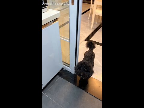 一镜到底看狗狗们吃小黄瓜,萌翻全场!