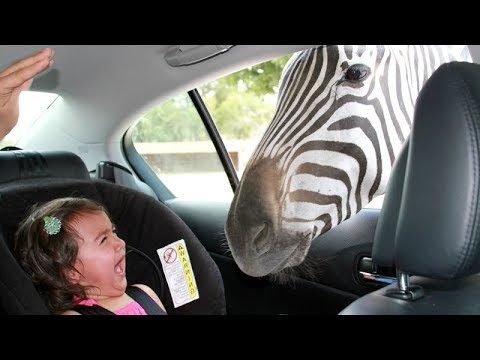 Forget CATS and DOGS! Hilarious KIDS vs ZOO ANIMALS are SO FUNNIER! - You'll DIE LAUGHING! - UCKy3MG7_If9KlVuvw3rPMfw