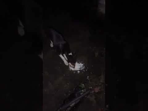 bezubaan ki jaan  😢😔 #dog #jaan #petshub #dogshorts #shorts #ytshorts