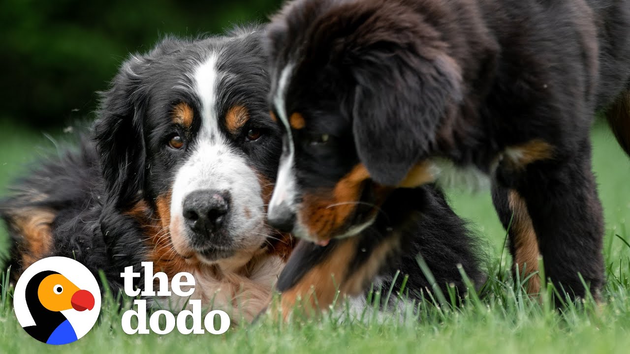 Senior Dog Refused To Go On Walks Until…😍 | The Dodo