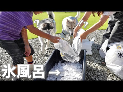 【衝撃】大量の氷で氷風呂作ったら遊び方が予想外でした...笑　　【シベリアンハスキー】