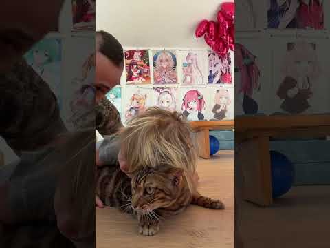 No cat got harmed in this video 🙀😿😹 #candyken #unicornfamily #family #jostasy #cat