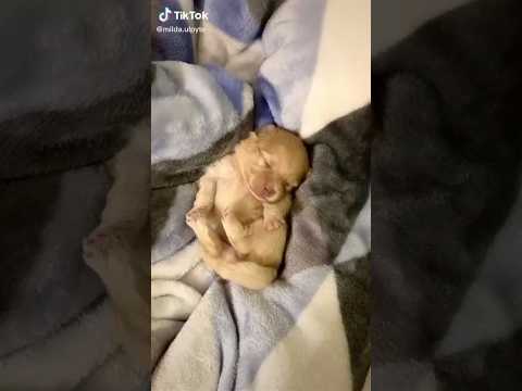 Watch this puppy discover the world for the first time😍🐶#baby #pets #newborn #cuteanimal #dog#shorts