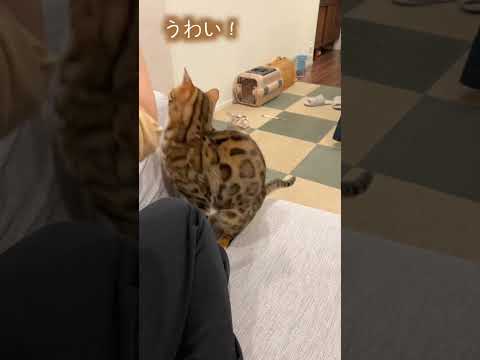 遠くから芸ができるアピールをするいじらしい猫 #ルトロゼ #ベンガル #cat