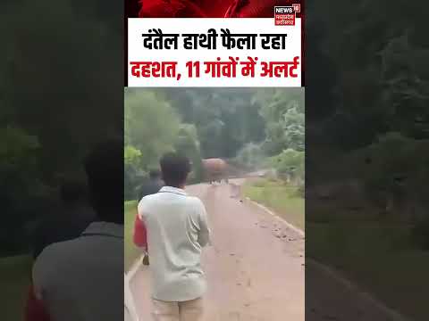 Viral Video : दंतैल हाथी फैला रहा दहशत, 11 गांवों में अलर्ट |  Elephant | Viral Shorts | N18S