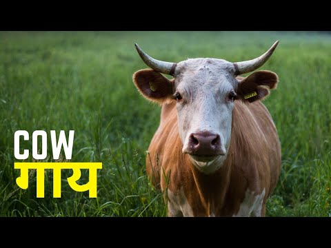पूरी दुनिया का सबसे शांत जानवर | Unbelievable Animal is Cow | Cow Milk test | don't eat Cow meat
