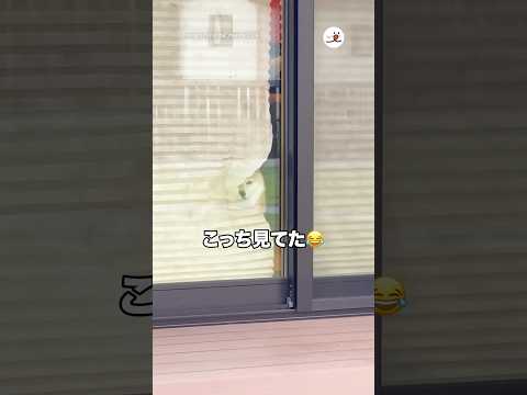 食事に出かけようとしてたら…|PECO
