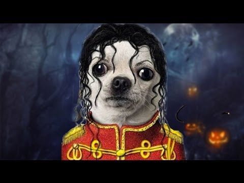 FUNNIEST PET HALLOWEEN COSTUMES - UCrp8aFu6VjkZAY9Hhj6IrXA