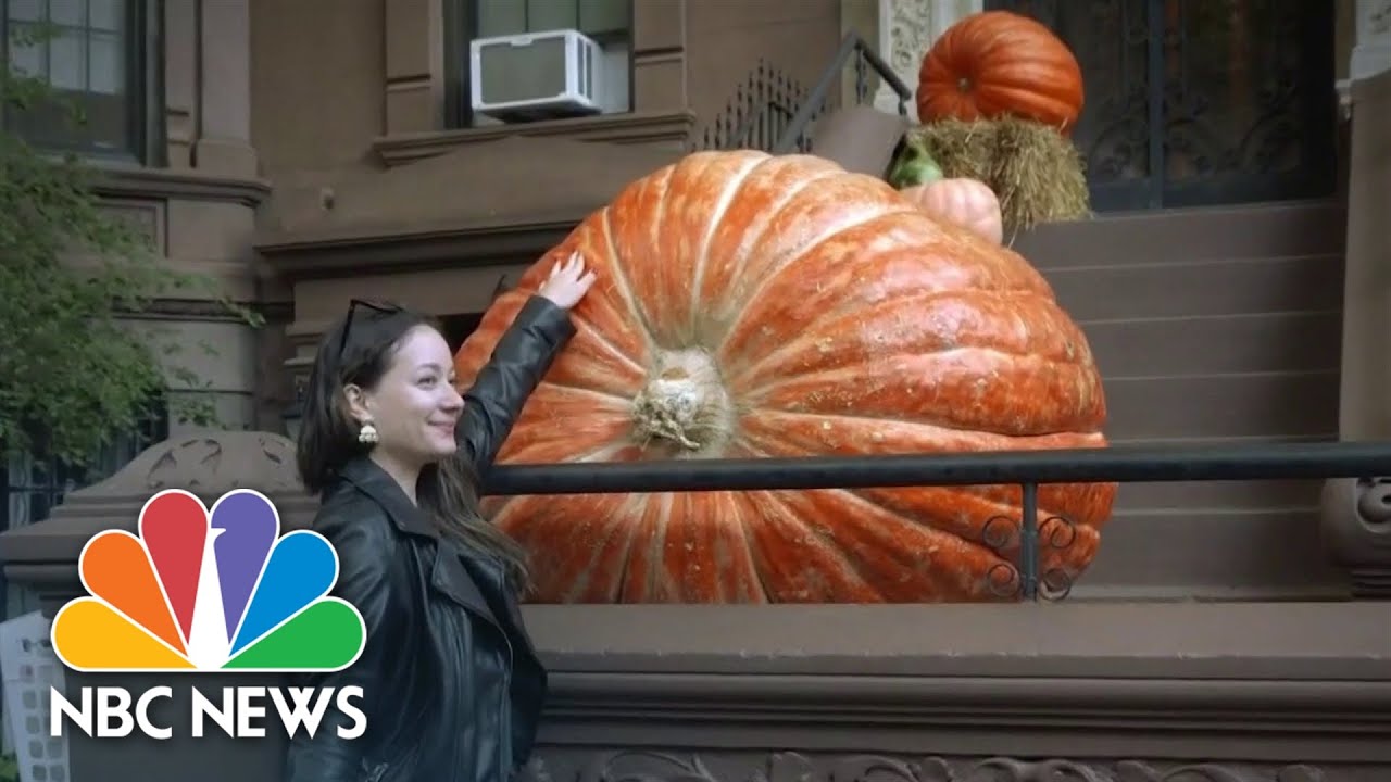 1,000-Pound Pumpkin Brings Smiles To Brooklyn