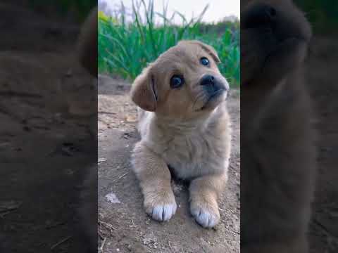 #puppy #neverheart#sadstatus #cutedog #love #shortvideo #trendingshorts#sadthink