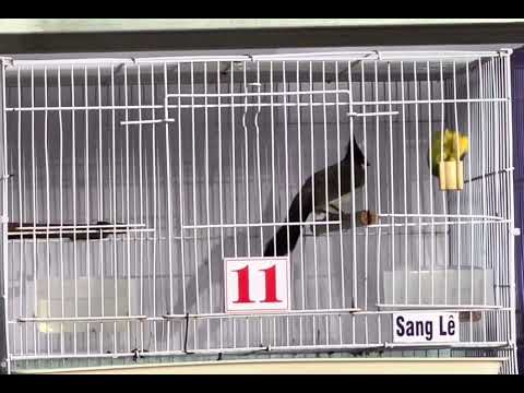 Mã 11 bóng bộ mê li 🌾êm