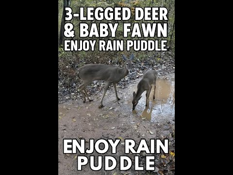 3 Legged Deer and Her Baby Enjoy Morning Rain Puddle | Relaxing Nature Sounds #wildlife