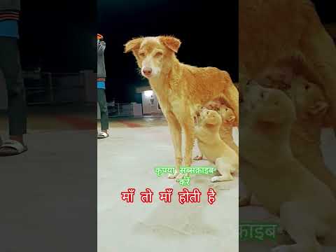 #माँ तो माँ होती है 🥰🐕#funnyanimal #dog #funnydog #love #song #jubinnautiyal #bhajan #maa #bollywood