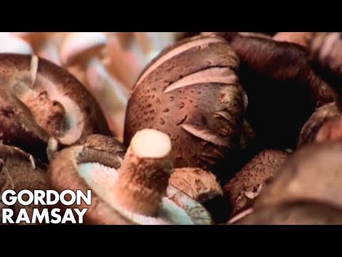 An Expert's Guide to Mushrooms - Gordon Ramsay - UCIEv3lZ_tNXHzL3ox-_uUGQ