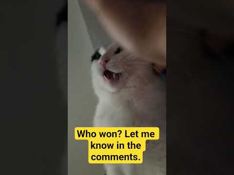 he thinks he won 🏆  lol #cat #2025 #catfunny #lovemycats