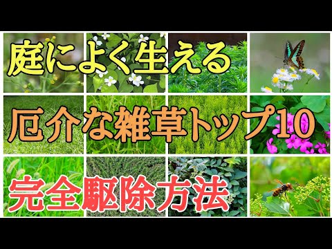 雑草対策｜除草剤不要で庭に生える雑草を駆除する方法