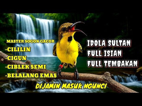 IDOLA PARA SULTAN‼️ Masteran sogon full isian tembakan