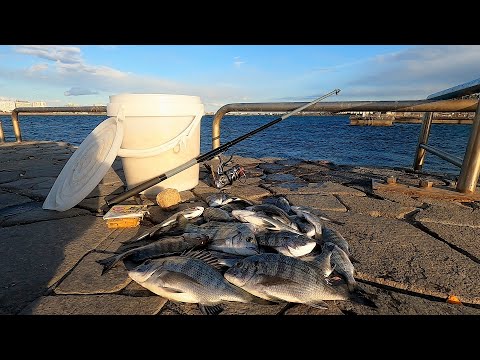 【黒鯛大量発生】魚影濃すぎて［入れ食い］の釣り場を遊び尽くす。