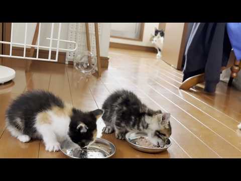 猫の動画サムネイル - 母親経験がある猫のおかげで子猫に近づけるようになった猫