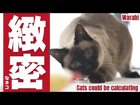 緻密な猫