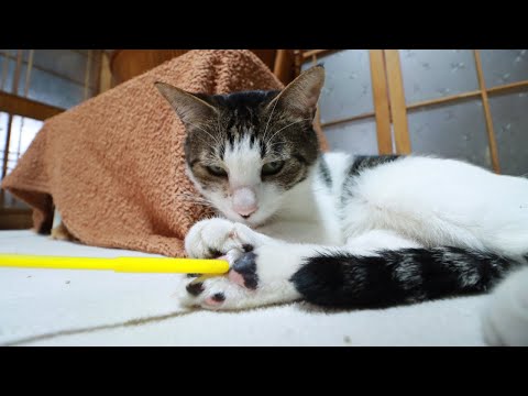 猫の動画サムネイル - さばじろう肉球こちょこちょ　250725