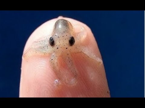 MOST Adorable Tiny Animals - UCTTQAOiR_0DuyQPZ6Dg-LHA