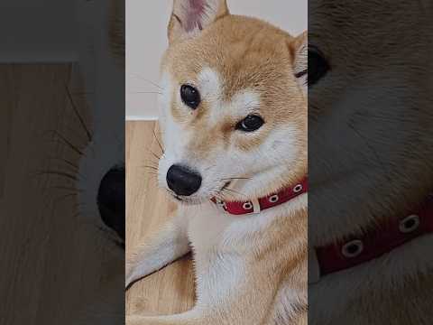 Is it just me… 👀🐶#puppy #shiba #dog #cute #shibasofinstagram #shibainu