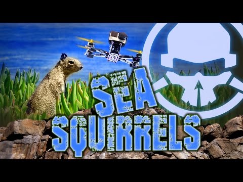 Sea Squirrels - UCemG3VoNCmjP8ucHR2YY7hw