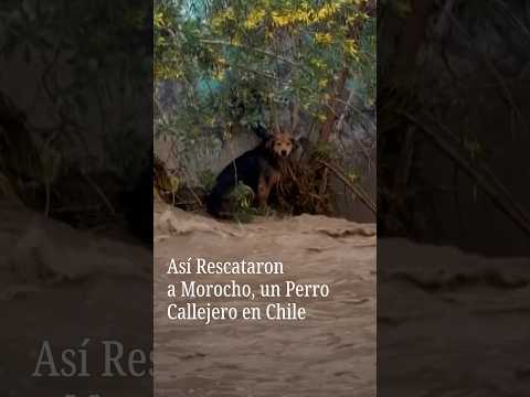 <strong>Así</strong> Rescataron a Morocho, un Perro Callejero en Chile