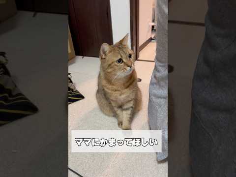 猫の動画サムネイル - ママにかまってほしい猫が背後から色々してて笑う　#shorts
