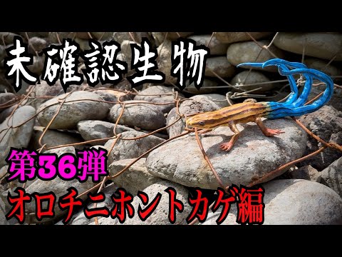 【未確認生物】オロチニホントカゲ見つけるまで帰れません！！！！