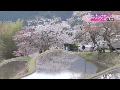 三多気の桜が満開　棚田に映る「逆さのサクラ」も楽しめる