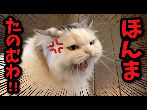 猫の動画サムネイル - 透明の箱の中に大好きなご飯が入っていた時の猫の反応が面白すぎたｗｗｗ【関西弁でしゃべる猫】【猫アテレコ】