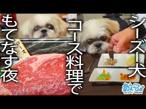 シーズー犬てんぽさんをもてなすコース料理LIVE【金曜20時定時ライブ】 2024.12/20