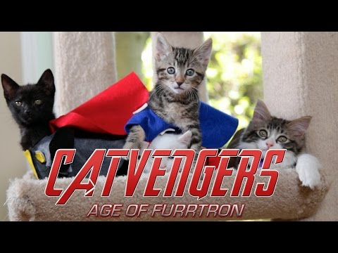 Marvel's Avengers: Age of Ultron (Cute Kitten Version) - UCPIvT-zcQl2H0vabdXJGcpg