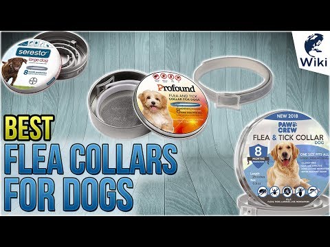 7 Best Flea Collars For Dogs 2018 - UCXAHpX2xDhmjqtA-ANgsGmw