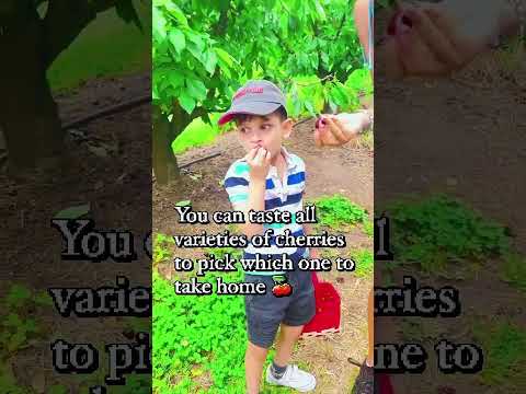 Adelaide life❤️#cherrypicking #truth