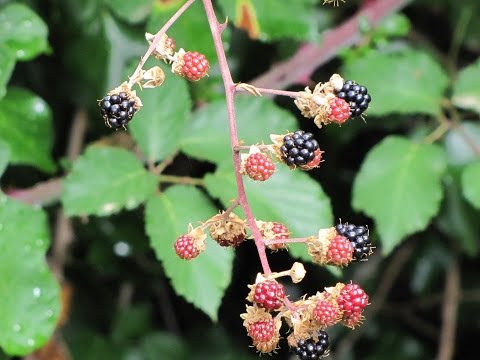 Cómo Podar el Cultivo de Mora para optimizar su Producción - TvAgro por Juan Gonzalo Angel - UCzW1r6IO7r8C2RPLZrD5lwA