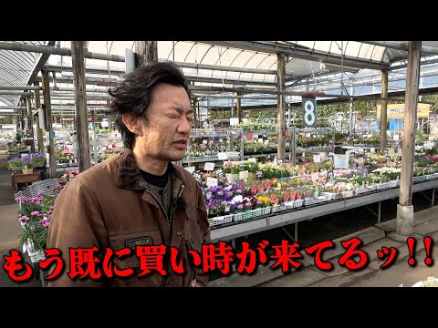 【買い物情報】今年の春は例年よりも入荷が早いです【カーメン君】【園芸】【ガーデニング】