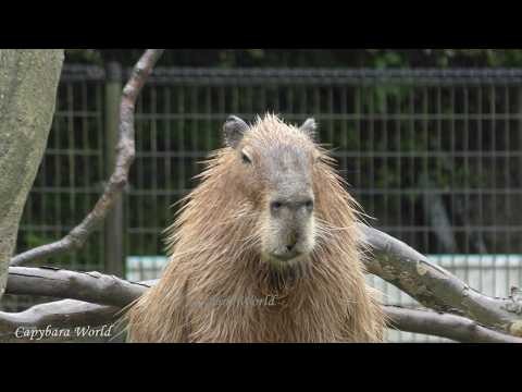 Donut Was A Very Special Capybara. He Looked After Everyone