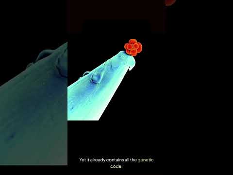 We All Started Smaller Than a Needle #shorts