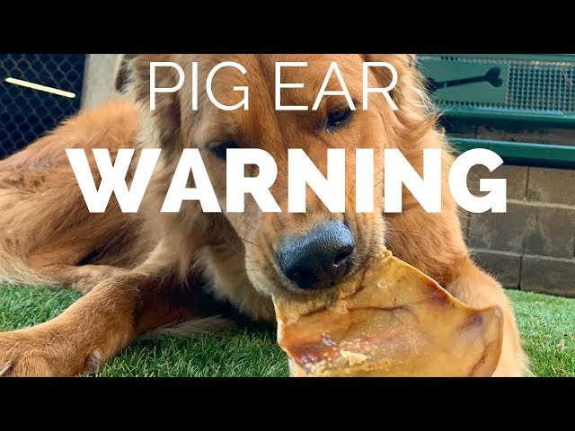 can-dogs-eat-pigs-ears-hayfarmguy