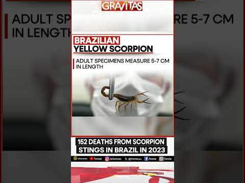 Most Dangerous Scorpion in South America | GRAVITAS | WION Shorts